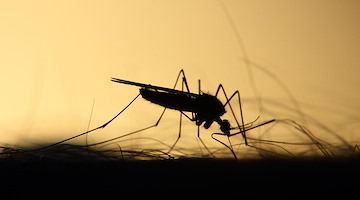 West Nile Disease, dalla Regione Campania le buone pratiche per proteggersi dalle zanzare