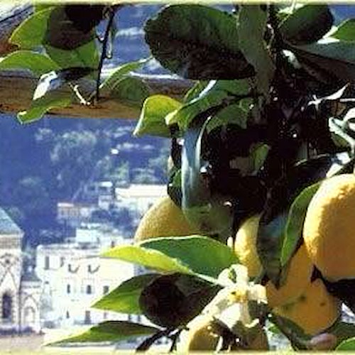 16-22 ottobre: eccellenze Campania protagoniste ad Expo. C'è anche il Consorzio Limone Costa d'Amalfi