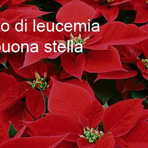 8-10 dicembre, tornano le Stelle di Natale dell’Ail in tutte le piazze d’Italia
