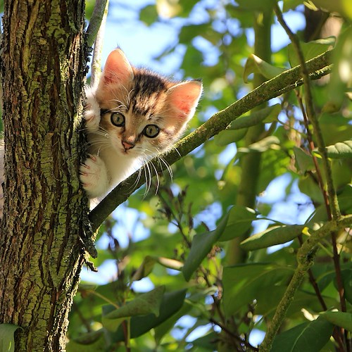 8 Agosto: perché si festeggia oggi la Giornata Internazionale del gatto?