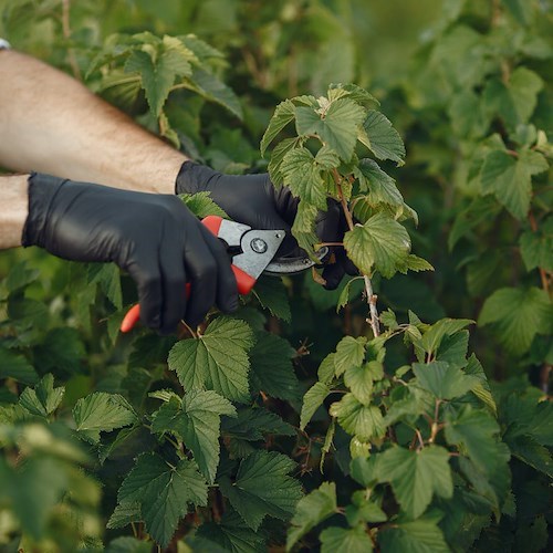 A Cetara nuova modalità di conferimento dei rifiuti vegetali da potatura di piante e fiori da giardino