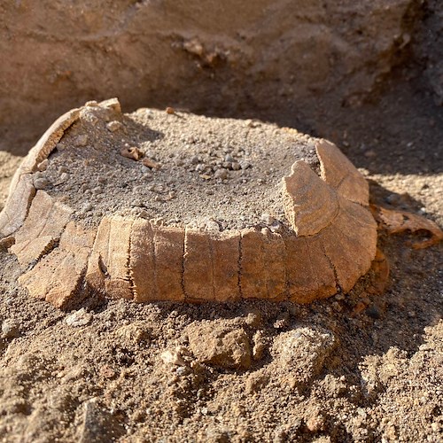 A Pompei il ritrovamento di una testuggine di 2000 anni fa e del suo uovo