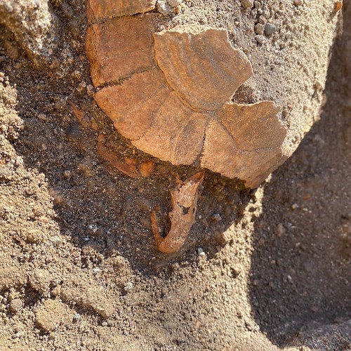 A Pompei il ritrovamento di una testuggine di 2000 anni fa e del suo uovo