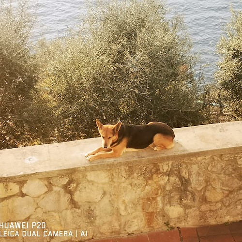 A Praiano si cerca Chira, la cagnolina di 8 anni da ieri dispersa /foto