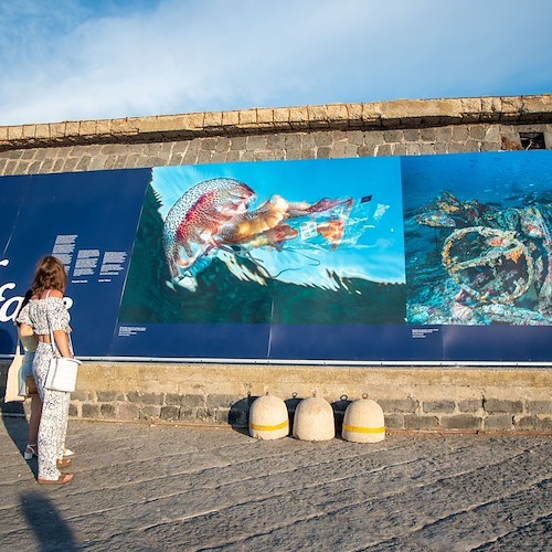 A Procida una mostra che fa riflettere perché racconta le risposte adattive di pesci e molluschi all'inquinamento marino