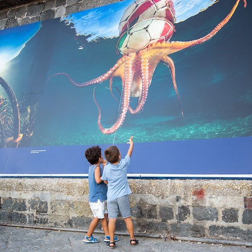 A Procida una mostra che fa riflettere perché racconta le risposte adattive di pesci e molluschi all'inquinamento marino
