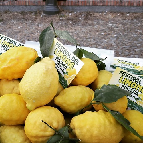 A Tramonti il “Festival del Limone” celebra l’oro della Costa d’Amalfi