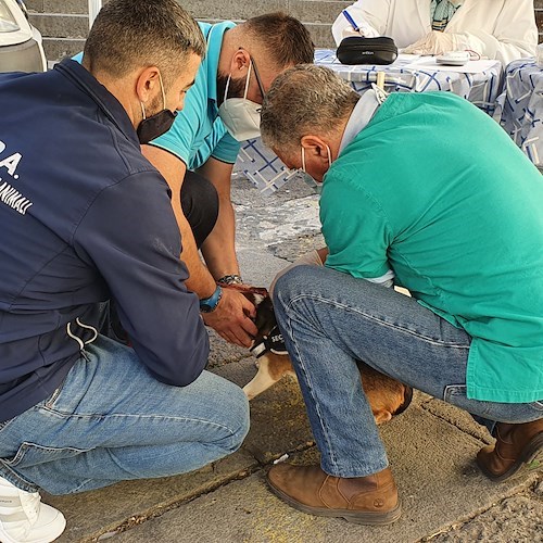A Tramonti torna il “Microchip Day”: sabato 6 maggio iscrizione gratuita all'anagrafe canina