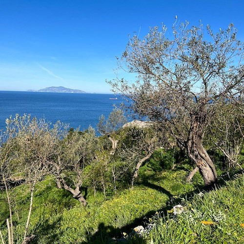 Ad Anacapri una 10 giorni dedicata alla valorizzazione dell’Olio Extra Vergine di Oliva 