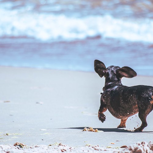 Ad Atrani i cani residenti sono i benvenuti in spiaggia /ECCO LE REGOLE