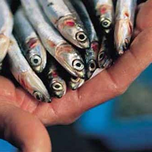 Ad Atrani "Sapori del Mare": festa di gusto a esaltare il pesce azzurro 
