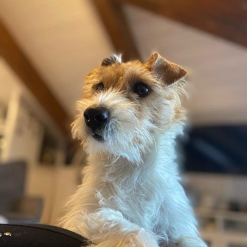 Rocky, il simpatico cane attualmente ancora disperso
