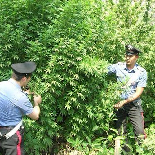 Agerola, Carabinieri scoprono piantagione di marijuana