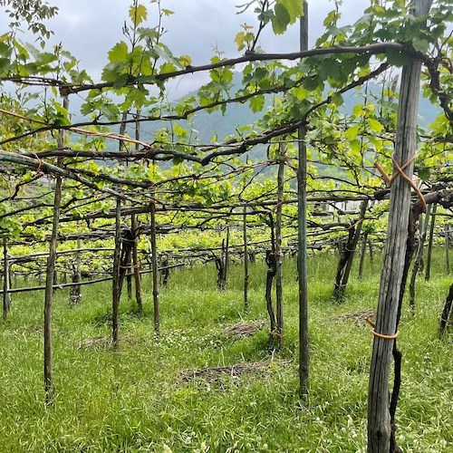 Al via "Campania Wine Sustainability", a Napoli il 22 e 23 maggio una vetrina anche per il Costa d'Amalfi DOC