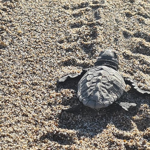 Alla Lega Navale Italiana di Salerno il “Progetto Caretta in Vista”: la protezione dei nidi di tartaruga marina sul litorale campano