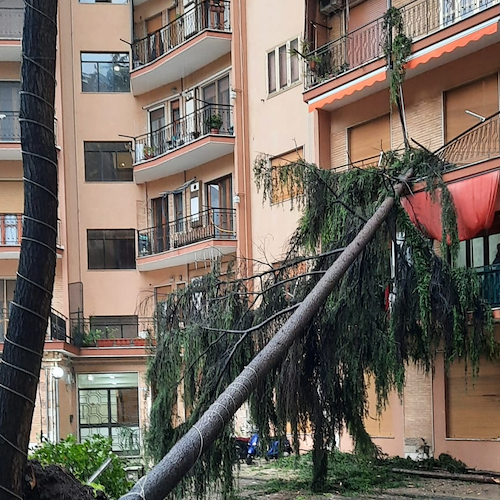 Allerta meteo arancione: a Salerno albero crolla su palazzina 
