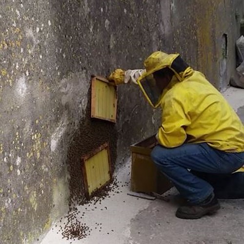 Amalfi: ancora uno sciame d'api in strada, richiesto intervento di apicoltore /FOTO
