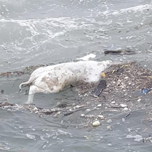 Amalfi, forti mareggiate trascinano un maiale a riva [FOTO]