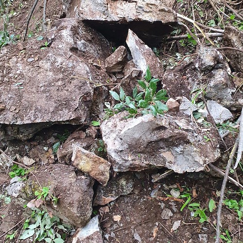 Amalfi: frana su stradina per Valle delle Ferriere, in azione elicottero con termocamera /FOTO