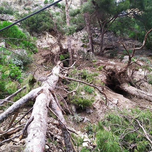 Amalfi, pericoloso smottamento nella pineta: alberi e materiale franoso sulla passeggiata Longfellow [FOTO]