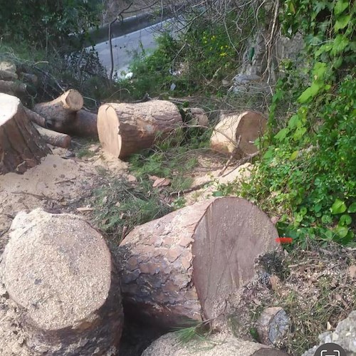 Amalfi, polemiche e offese su taglio pino a Vettica. Sindaco spiega che l’albero era a rischio cedimento e annuncia querele