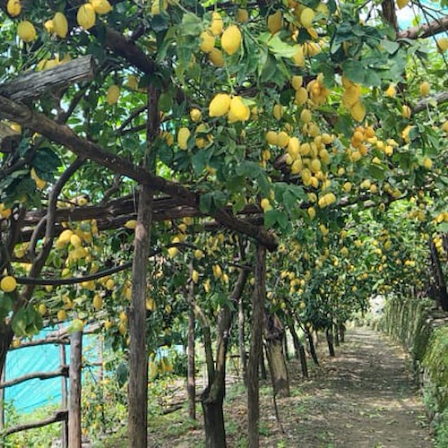 Amalfi si candida al Globally Important Agricultural Hertitage System per la tutela del paesaggio e del patrimonio agricolo secolare