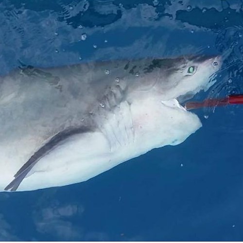 Amalfi, squalo morto rinvenuto a 400 metri dalla Costa. Inabissato / VIDEO