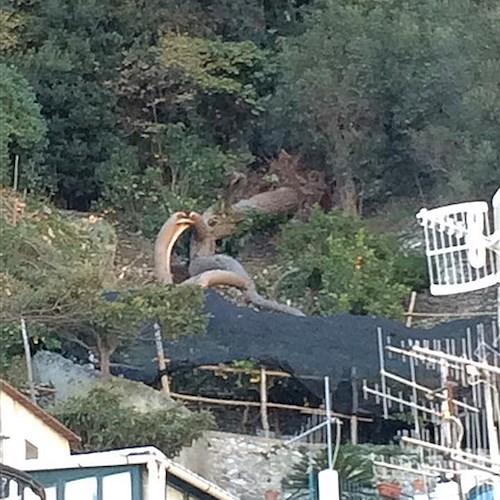 Amalfi, vento sradica pino marittimo a poca distanza dalle abitazioni /FOTO