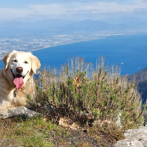 "Amici per la pelle": mercoledì 4 ottobre Microchip Day a Tramonti con ENPA e ASL