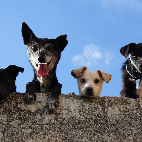 Anagrafe Canina, in Campania cambiano le regole<br />&copy; Foto da Pexels