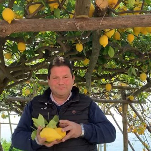 Angelo Amato confermato presidente del Consorzio di Tutela Limone Costa d'Amalfi IGP