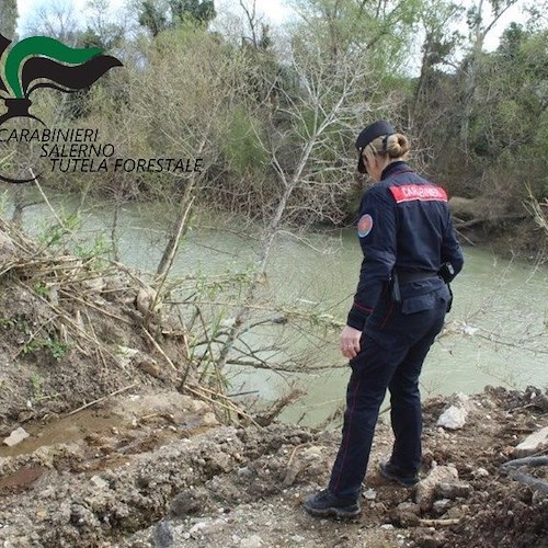 Sequestrata azienda bufalina ad Eboli