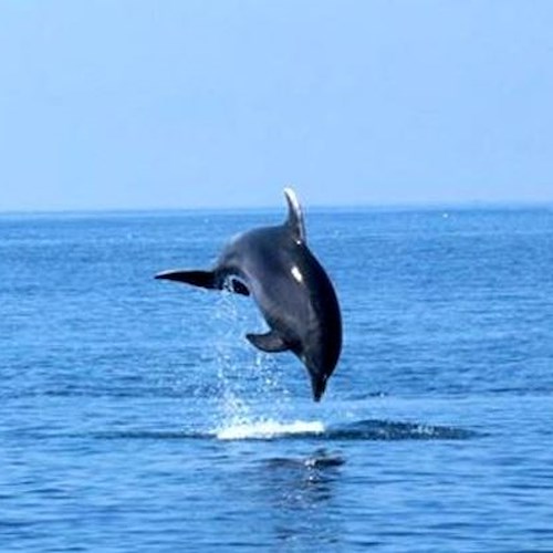 Avvistati delfini a largo di Amalfi: lo spettacolo dei mammiferi acrobati /VIDEO