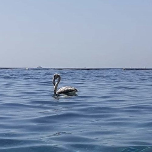 Avvistato fenicottero in Costiera Amalfitana [FOTO]