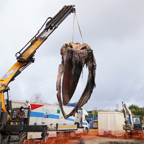 Balenottera morta a Sorrento, tra un anno la muselizzazione