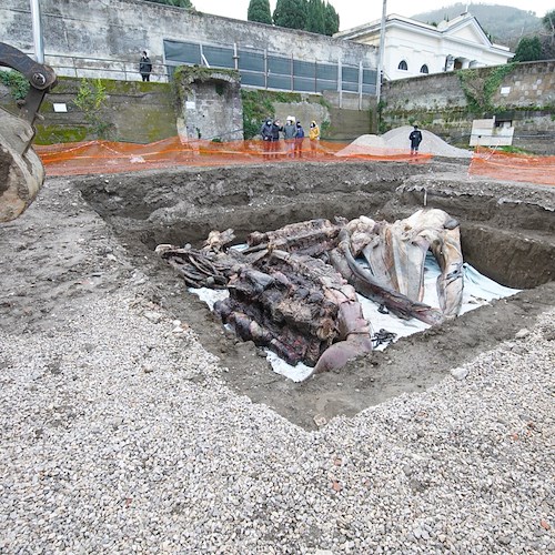 Balenottera morta a Sorrento, tra un anno la muselizzazione