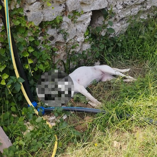 Cane avvelenato a Pucara