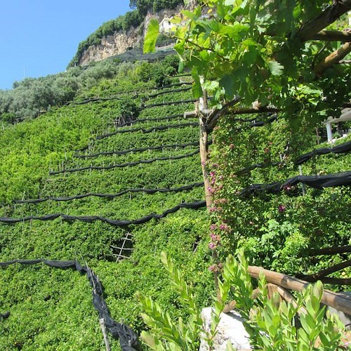 Bed and Breakfast a Ravello ricerca addetto/a pulizia camere