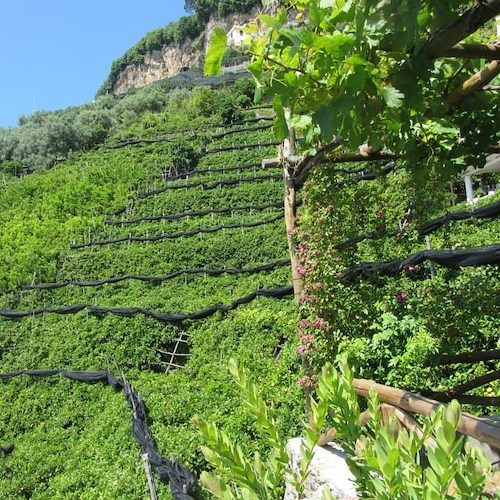 Bed and Breakfast a Ravello ricerca addetto/a pulizia camere