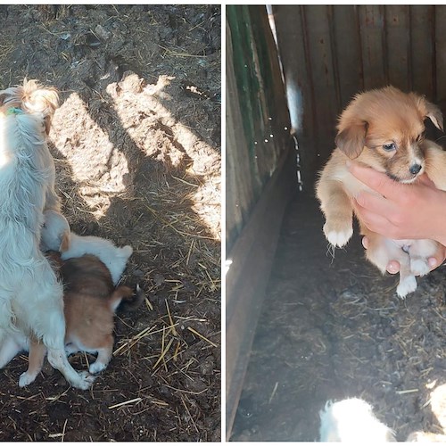 Bella notizia in Costa d’Amalfi: volontari ENPA ritrovano i cuccioli della cagna in allattamento