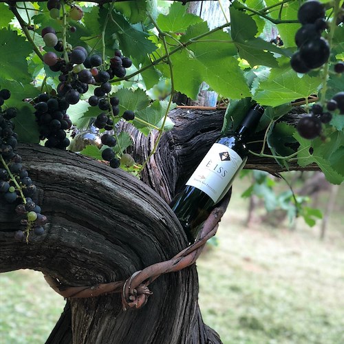Bordeaux chiama Tramonti: il Tintore è tra i vitigni storici riconosciuti e apprezzati dai francesi