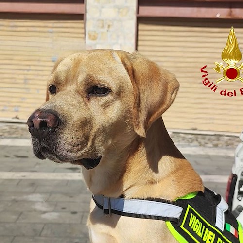 Buon compleanno Ben, il cane al servizio dei Vigili del Fuoco di Salerno