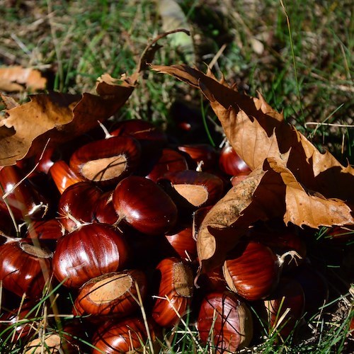 Castagne<br />&copy; Ulrick Trappschuh