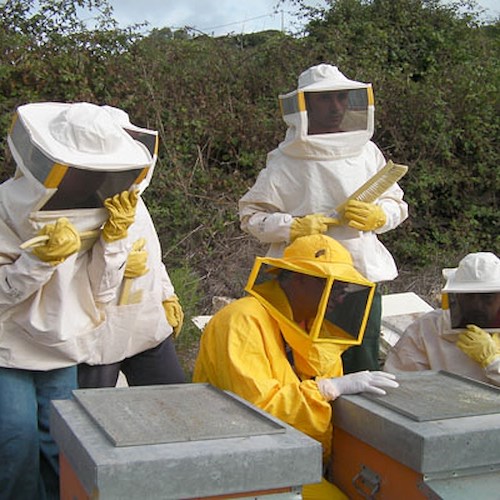 Campania, finanziamenti a fondo perduto per le associazioni di apicoltori