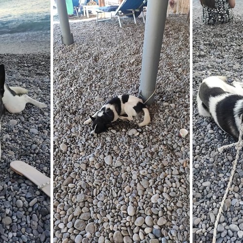 Cane abbandonato in spiaggia ad Amalfi, si rifocilla e scappa prima dell'arrivo della Polizia Municipale /foto