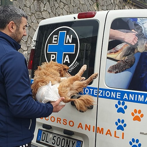 Cane investito a Tramonti dodici giorni fa, ENPA Costa d'Amalfi lo sottrae al canile di Cava de' Tirreni per curarlo