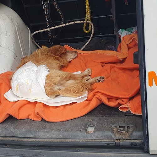 Cane investito a Tramonti dodici giorni fa, ENPA Costa d'Amalfi lo sottrae al canile di Cava de' Tirreni per curarlo