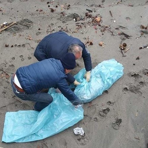 Cane morto sulla spiaggia di Maiori, lo cercavano da una settimana [FOTO]