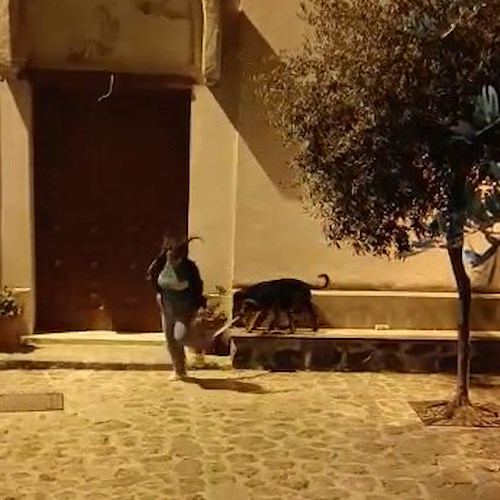 Cani "di quartiere" aggrediscono tre persone nella piazzetta di Minuta, scattano le denunce