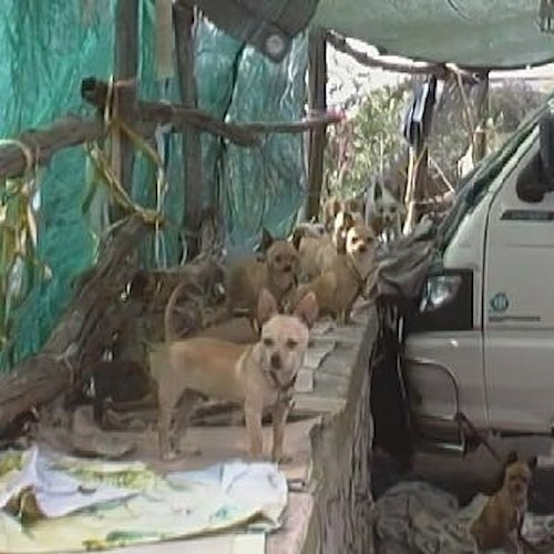 Cani maltrattati: scoperto ‘campo di concentramento’ tra Positano e Sorrento